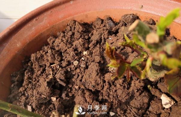 春天是個(gè)讓人欣喜的季節(jié)，一定要養(yǎng)月季花(圖2)