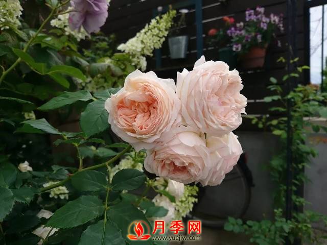 養(yǎng)護(hù)月季花這么做，來(lái)年繁茂又漂亮！(圖2)