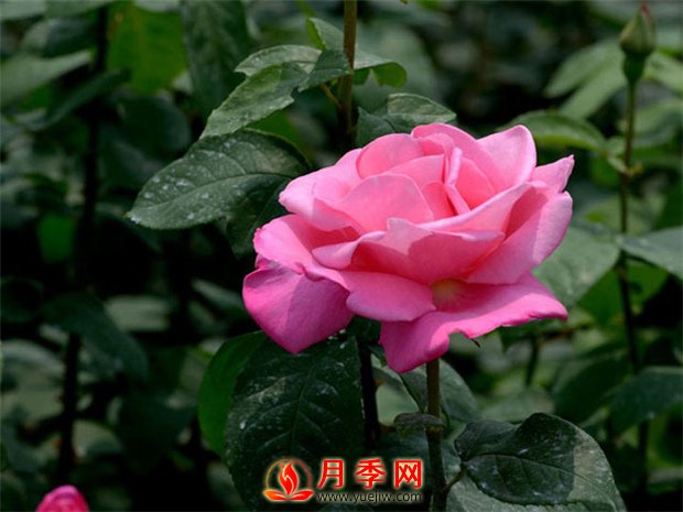 月季花如何修剪？你心里還沒有點(diǎn)數(shù)嗎？(圖1)