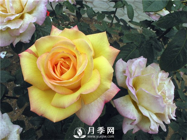 你養(yǎng)月季大家?guī)?常見(jiàn)的月季的病蟲(chóng)害(圖1)