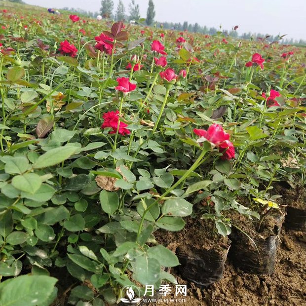 秋天月季花的養(yǎng)護你知道嗎？(圖1)