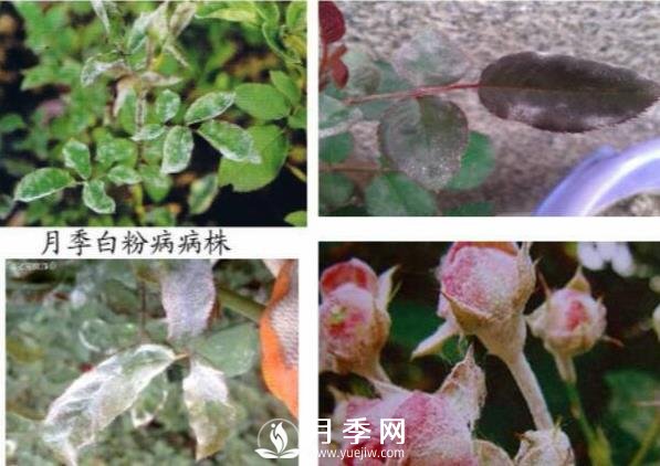 立秋己過 養(yǎng)護(hù)月季呢？看過來了(圖1)