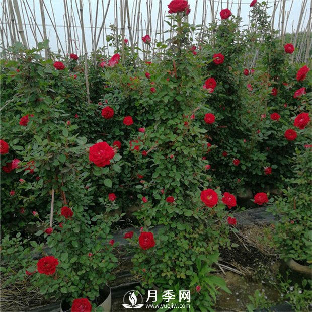 藤本月季的品種有那些？南陽藤本月季價(jià)格？(圖1)