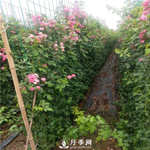 藤本月季的品種有那些？南陽藤本月季價(jià)格？(圖2)