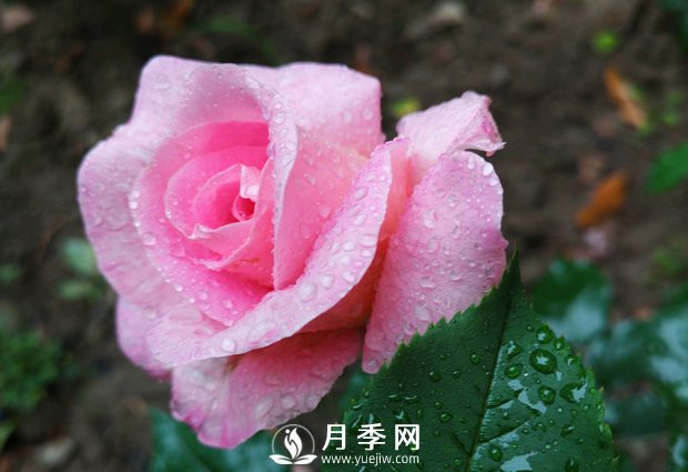 常見的家庭盆栽花卉，花色豐富多樣，花朵鮮艷好看(圖1)