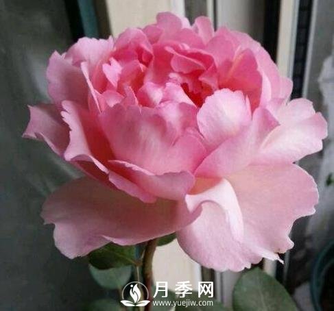 貴族香水，艷壓群芳香味濃的月季(圖1)