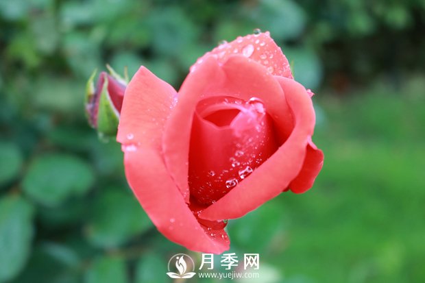 會養(yǎng)護(hù)，為什么說七月的月季不宜重剪？(圖1)