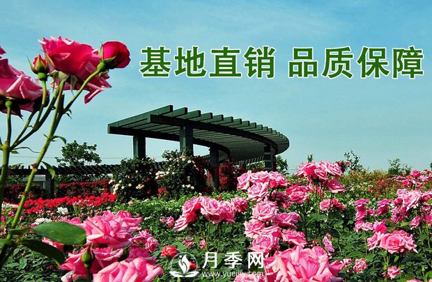 會養(yǎng)護(hù)，為什么說七月的月季不宜重剪？(圖3)