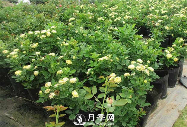盆栽月季澆水是個學問，你不來學學(圖1)