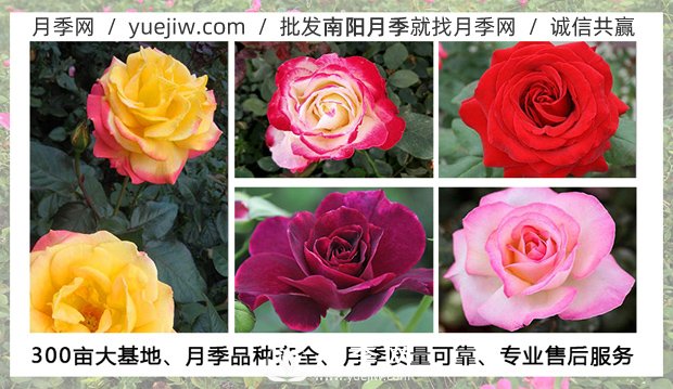 月季在什么溫度下可以施肥？月季一年四季都可以施肥(圖1)