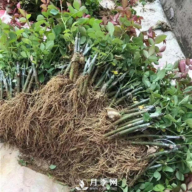 南陽月季苗特點(diǎn)、種類、用途(圖3)