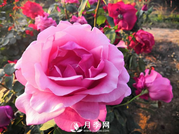 月季的土壤我們?cè)撛趺催x擇配制呢(圖1)