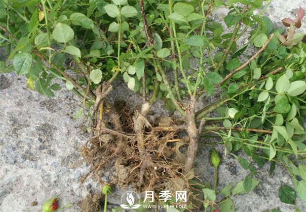 月季花不生根，或者生根比較弱(圖1)