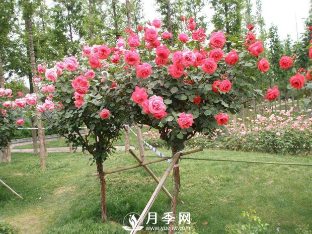 干貨！史上全面苗木嫁接方法總結(jié)(圖1)