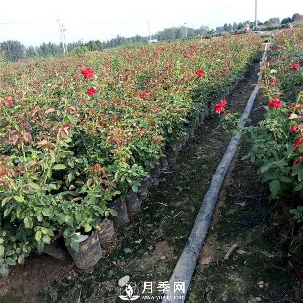說(shuō)到月季的配土？你有什么好辦法(圖1)