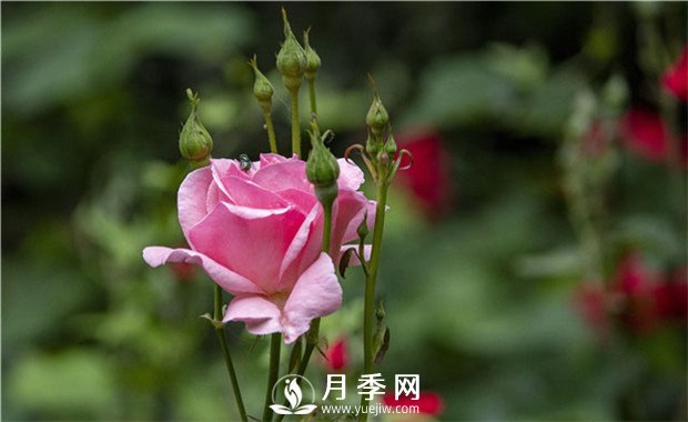 月季黑斑病的解決之法(圖1)