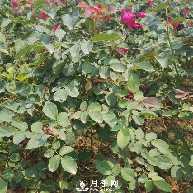 地栽月季的優(yōu)點 你知道嗎(圖1)