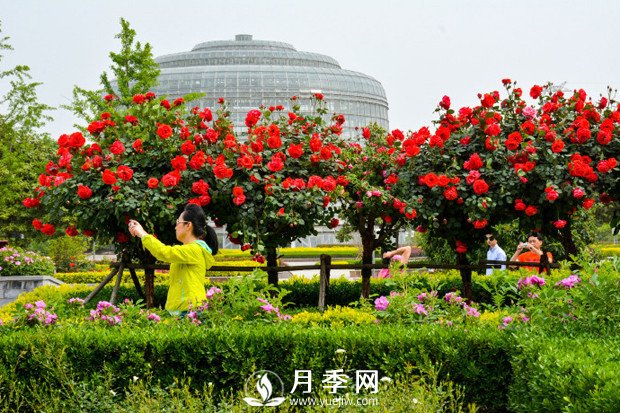 月季花苞到開花要多久？你知道什么因素決定的嗎(圖1)