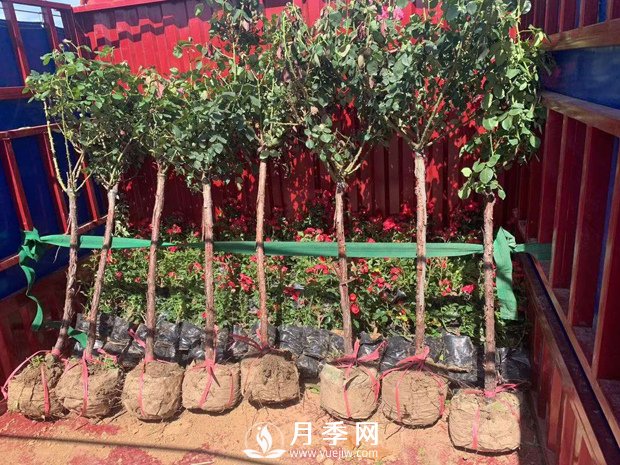 月季網(wǎng)干貨：月季樹發(fā)貨，運輸，卸貨，栽種，養(yǎng)護(hù)必看(圖1)