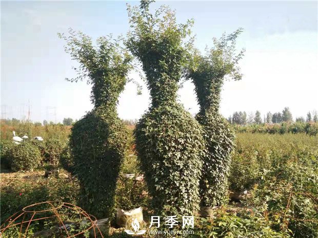 春天來了，采購造型月季花球的好時(shí)機(jī)(圖2)