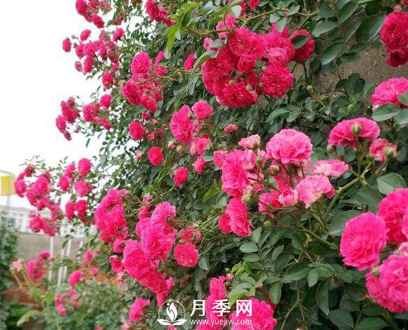 艷壓群芳的開(kāi)花爬藤月季機(jī)器 花開(kāi)擠到爆(圖1)