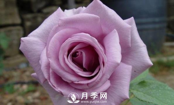 網(wǎng)紅花藍色妖姬和藍玫瑰一樣嗎？ 你更喜歡哪一個呢？(圖2)
