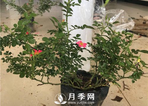 微型月季生產關鍵技術(圖1)
