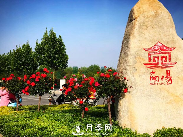 八成市場(chǎng)盡歸南陽(yáng)月季 說(shuō)說(shuō)南陽(yáng)月季有多牛(圖1)