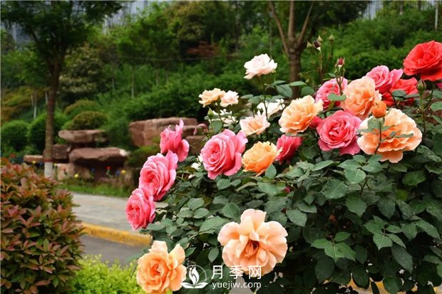 月季花怎么栽培和養(yǎng)護(hù)？全面的養(yǎng)殖方法交給你(圖2)