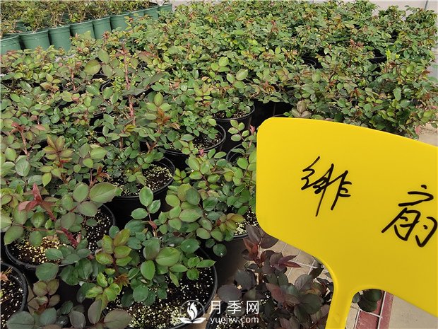 月季花怎么栽培和養(yǎng)護(hù)？全面的養(yǎng)殖方法交給你(圖3)