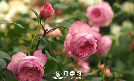 月季花這么受歡迎，看看她的優(yōu)勢在哪里！(圖1)
