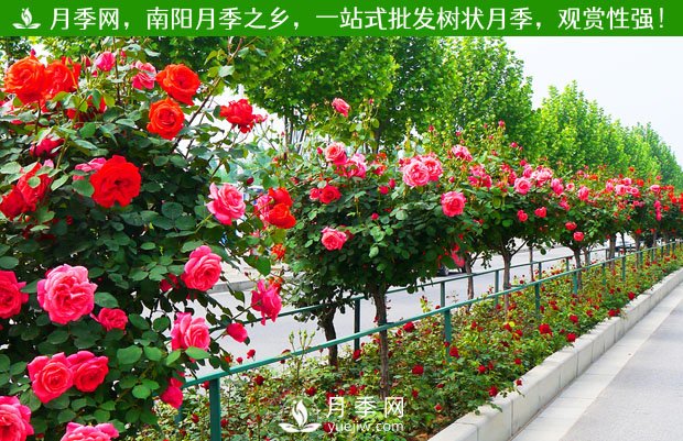 多個城市會不會因為月季花綠化火爆網(wǎng)絡(luò)(圖1)