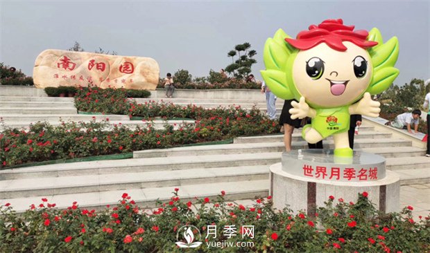 你知道南陽為啥被稱為世界月季名城嗎？(圖3)