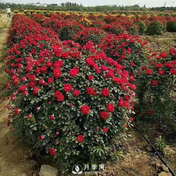 美到爆的造型月季來(lái)襲 綠化效果立竿見(jiàn)影(圖1)