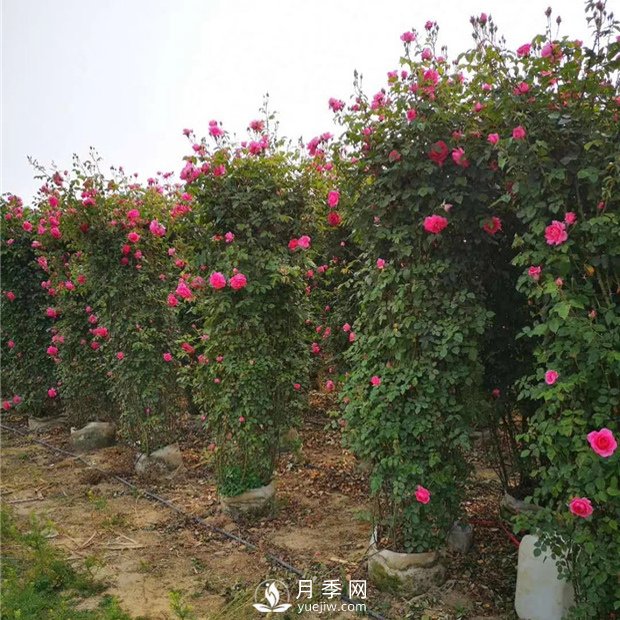 美到爆的造型月季來(lái)襲 綠化效果立竿見(jiàn)影(圖2)