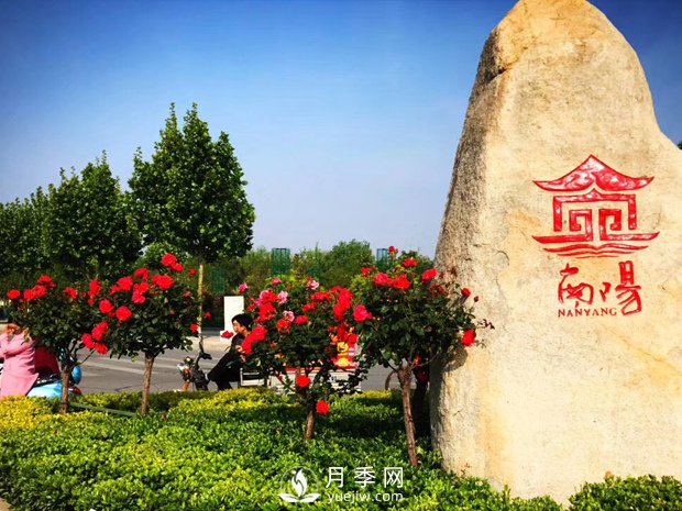 香飄神州，南陽月季努力實現(xiàn)月季產(chǎn)業(yè)轉型升級(圖1)
