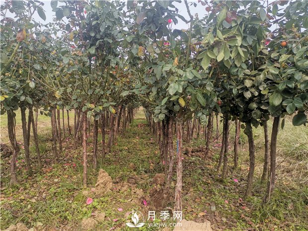 月季網(wǎng)為山西綠化工程供應(yīng)樹(shù)狀月季(圖3)