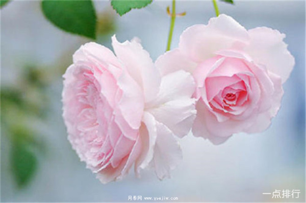 據(jù)說這是世界十大***美月季品種，你喜歡哪種？(圖5)