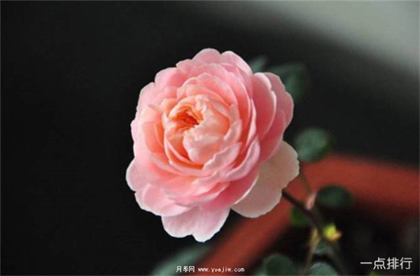 據(jù)說這是世界十大***美月季品種，你喜歡哪種？(圖10)