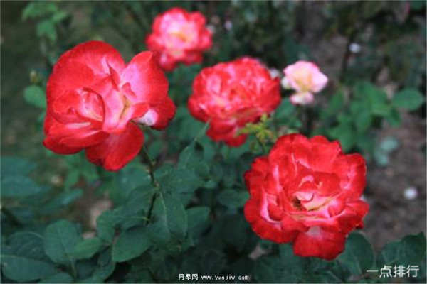 據(jù)說這是世界十大***美月季品種，你喜歡哪種？(圖1)