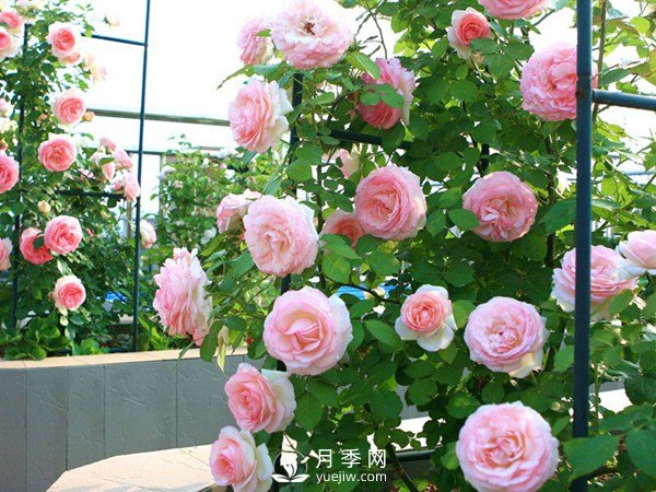 2021年6款超級(jí)受歡迎的藤本月季品種，美爆了(圖2)