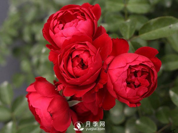 2021年6款超級(jí)受歡迎的藤本月季品種，美爆了(圖6)