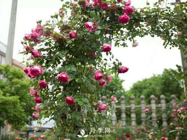 2021年6款超級(jí)受歡迎的藤本月季品種，美爆了(圖1)