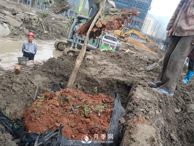 大樹土球破損散球移栽后，掌握幾個訣竅快速提高復(fù)壯能力(圖2)
