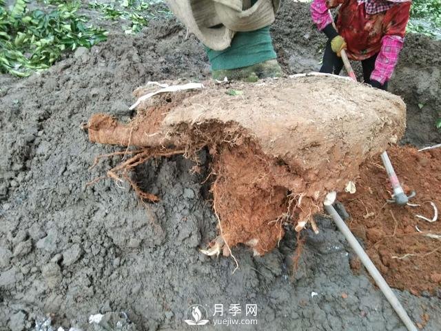 大樹土球破損散球移栽后，掌握幾個訣竅快速提高復(fù)壯能力(圖1)