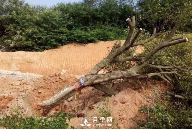 大樹土球破損散球移栽后，掌握幾個訣竅快速提高復(fù)壯能力(圖3)