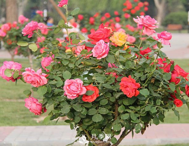 山東樹狀月季養(yǎng)護、管理需要這六要素(圖1)