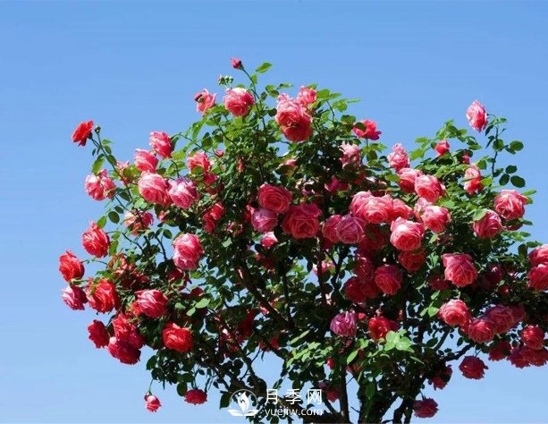 漯河庭院樹狀月季，不能隨意亂修剪(圖1)