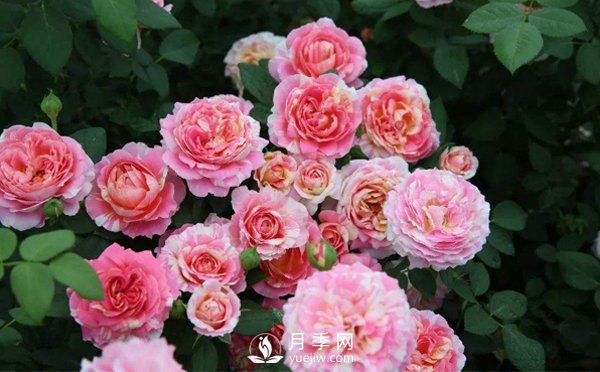 月季的衍生技能是怎樣的，一起跟著南陽(yáng)月季種植基地來(lái)看看吧(圖1)