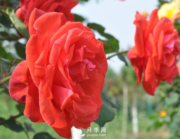 月季幼苗的育苗訣竅，澆水追肥等很重要(圖1)